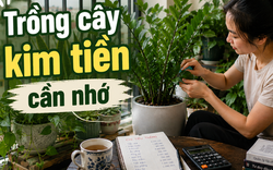 Cây kim tiền được xem là “hút tài lộc”, nhưng có 3 kiểu gia đình nên cân nhắc kỹ trước khi mua về nhà