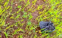 Nữ sinh lớp 8 đi chăn bò thuê bị sét đánh tử vong