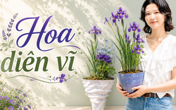Một phụ nữ biến hoa diên vĩ thành “tác phẩm nghệ thuật”: Nhìn thôi mà ai cũng muốn trồng thử một cây trong nhà