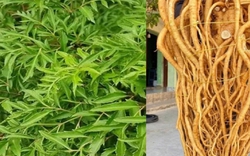 Công dụng của cây đinh lăng