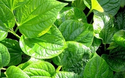 Công dụng của cây lá lốt