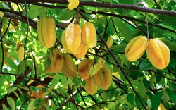 Vì sao người xưa thường trồng cây khế trong sân nhà?