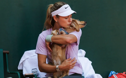 Giải tennis đặc biệt nhất thế giới: Chó cưng có thẻ tác nghiệp riêng, được thuê quản gia riêng, massage và bơi như VIP