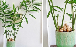 4 lý do vì sao bạn nên trồng cây gừng trong nhà