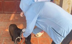 Hà Nội ghi nhận thêm ổ dịch dại trên chó