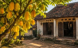 Người xưa dặn đừng chặt 3 cây quý trong sân vườn, kẻo đánh mất lộc lành của gia đình