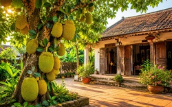 Vì sao nhà xưa thường trồng cây mít trong sân nhà?