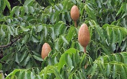 Vì sao gọi là cây dái ngựa?