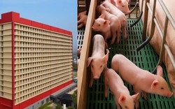 Lạ lùng: Một doanh nghiệp đề xuất xây 'chung cư'...nuôi lợn