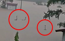 Làm rõ bức ảnh rắn ngóc đầu như “quái vật hồ Loch Ness” trong nước lũ Trung Quốc: Sự thật còn không tưởng hơn