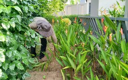 Lời khuyên để tránh rắn bò vào nhà