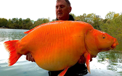 Cần thủ câu được con cá vàng "khổng lồ" 31kg