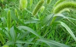 Vì sao gọi là cỏ đuôi chó?