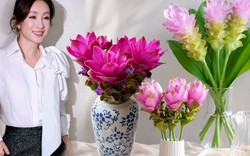 Loài hoa được mệnh danh "hoa sen nhiệt đới" đang gây sốt: Cắm cả tháng vẫn đẹp, càng ngắm càng thấy bình yên
