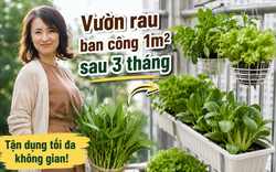 Chỉ với ban công 1m², người phụ nữ tạo nên vườn rau xanh mướt sau 3 tháng: Bí quyết tận dụng không gian khiến nhiều người muốn làm theo