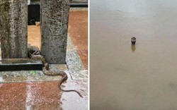Vụ 900 con rắn sổng chuồng trong lũ ở Trung Quốc: Chủ trang trại lên tiếng về góc khuất mọi người không biết