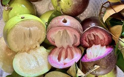 Vì sao gọi là quả vú sữa?