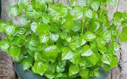 Loại rau dại ở Việt Nam được thế giới săn lùng: Là "thuốc" chống ung thư, hạ đường huyết