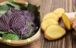 Lá tía tô nấu với gừng có tác dụng gì và những lưu ý quan trọng khi dùng