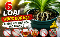 6 loại "nước độc hại" không nên dùng để tưới cây vào tháng 7: Sai một lần, cả chậu cây cũng có thể héo rũ