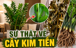 Cây kim tiền được nhiều gia đình yêu thích vì đẹp và mang ý nghĩa tài lộc, nhưng có 5 sự thật khiến không ít người mua về rồi mới hối hận