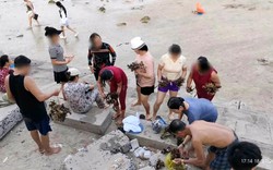 Dù có biển cấm, nhóm du khách vẫn bẻ, nhặt san hô ở Hòn Chồng mang về