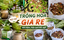 Tôi học được 4 mẹo trồng hoa "0 đồng" từ cư dân mạng: Không cần mua nhiều vẫn có ban công xanh mướt, hoa nở rực rỡ