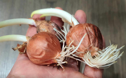 Hành, tỏi mọc mầm có ăn được không?