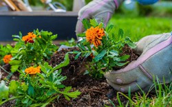 5 loại cây "hút" vận may, nên trồng trong sân nhà