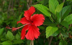 Vì sao gọi là cây dâm bụt?