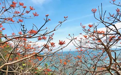 Rực rỡ hoa ngô đồng ở Cù Lao Chàm