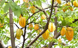 4 lý do vì sao nên trồng một cây khế trong sân nhà