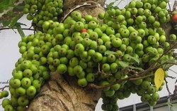 3 lý do vì sao nên trồng một cây sung trong vườn nhà