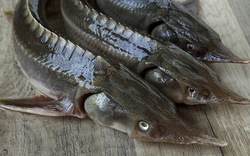 Loại cá có vẻ ngoài xấu xí nhưng lại là "kho báu dinh dưỡng": Thịt dày, ít tanh, giàu omega-3