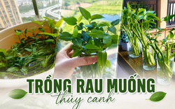 Chỉ từ vài cọng rau muống và một cốc nước, cô gái trẻ thu hoạch cả chậu rau sau một tháng: Cách trồng thủy canh khiến nhiều người muốn làm theo