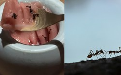 Nhà hàng hai sao Michelin tại Hàn Quốc vướng vòng lao lý vì rắc hàng chục nghìn con kiến vào món tráng miệng độc lạ