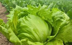 Gần 2.000 người nhiễm ký sinh trùng nghi do ăn xà lách, 98 người phải nhập viện