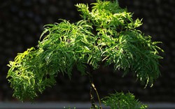 4 lý do vì sao nên trồng một cây đinh lăng ở cổng nhà