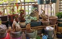 Vợ chê cây chồng trồng vừa trơ vừa xấu, dân mạng nhìn ảnh lại nói: Đây là người chơi cây có đẳng cấp