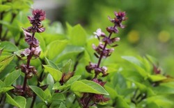 5 lý do vì sao nên trồng một chậu cây húng quế trong nhà