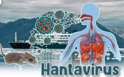 Bộ Y tế lên tiếng về dịch bệnh do virus Hanta