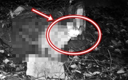 Đặt camera bắt trộm gà, chủ nhà chết lặng thấy sinh vật lạ và đồng bọn quay lại: Lập tức gọi chuyên gia!