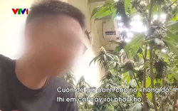 Triệt phá đường dây trồng, chế biến cần sa tại nhà ngay giữa Thủ đô