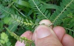 Vì sao gọi là cây chó đẻ?