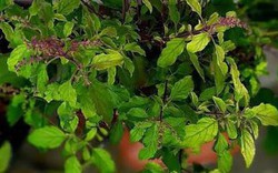 7 loại cây nên trồng ở ban công: "Hút" may mắn và vượng khí