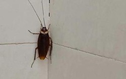 Hóa ra thứ khiến gián tránh xa lại nằm ngay trong căn bếp Việt: 4 mùi rất quen thuộc
