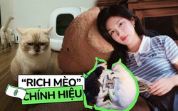 "Rich mèo" có máy đi vệ sinh tự động hơn 12 triệu, được thuê hẳn phòng trọ riêng: Tình trạng túi tiền của các "con sen"