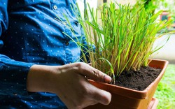 5 lý do vì sao nên trồng cây sả trong nhà