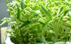 Loại rau được ví là "nhân sâm", bồi bổ ngũ tạng, thanh nhiệt giải độc: Bán quanh năm đầy chợ