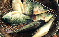 1 loại cá ngay cả người bán cũng không ai dám ăn